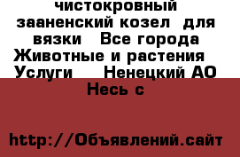 чистокровный зааненский козел  для вязки - Все города Животные и растения » Услуги   . Ненецкий АО,Несь с.